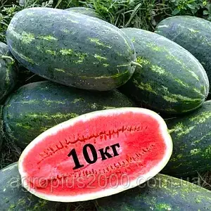 Кавуни з написом 10 кг на розрізі