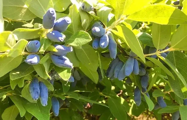 Зрілі сині ягоди їстівної жимолості на кущу серед листя.