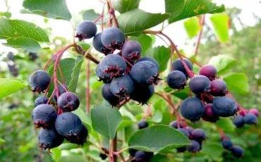 Зрілі ягоди їстівної жимолості на кущу серед зелених листя