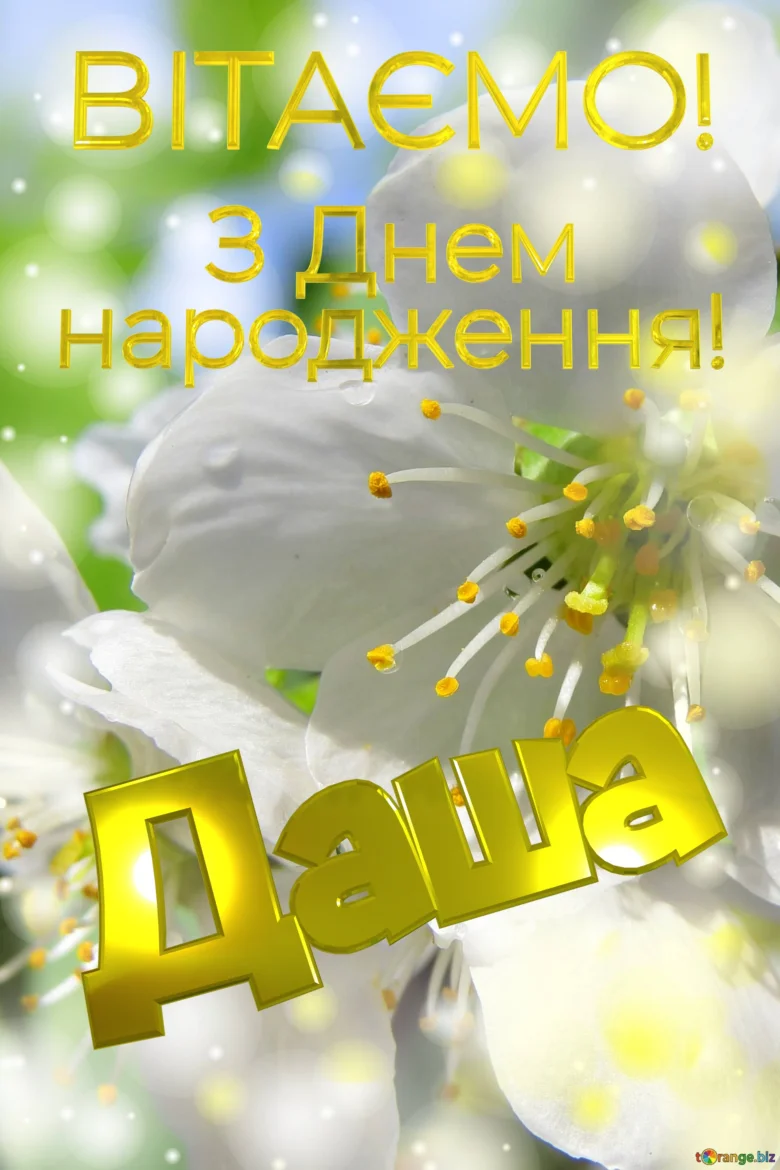 Привітання з днем народження Даші на фоні білих квітів.