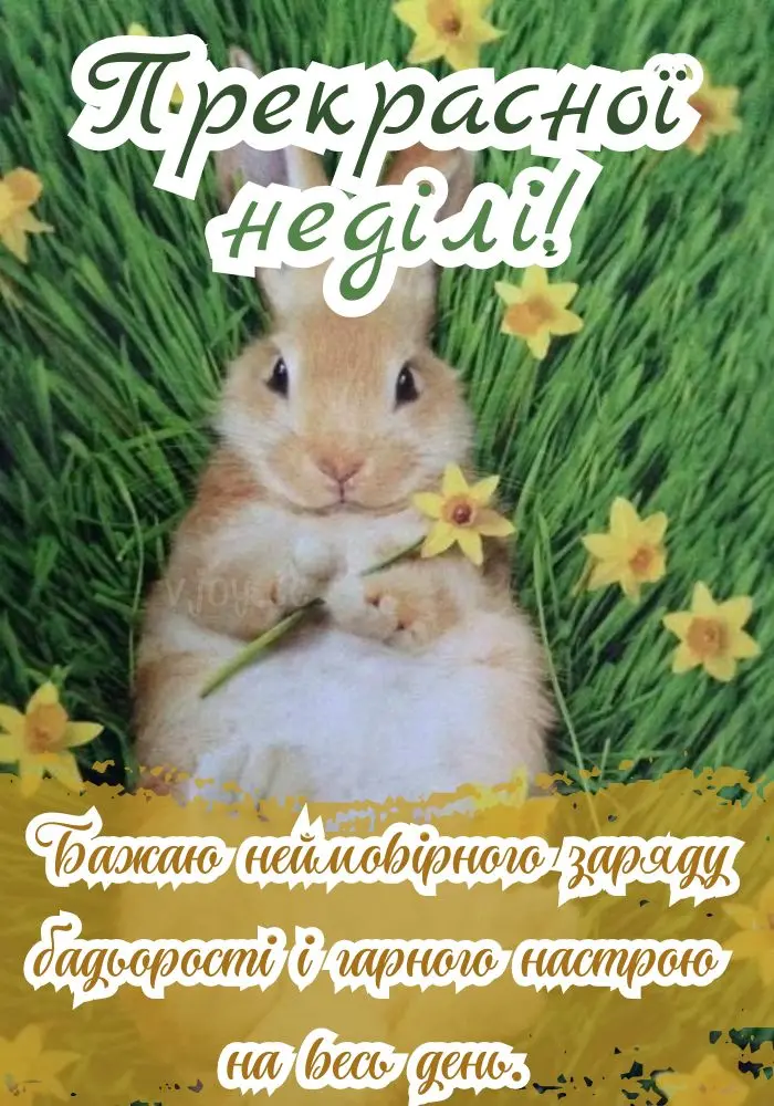 Зайчик з нарцисом у траві, побажання гарної неділі.