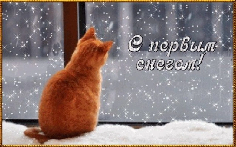 Котик дивиться на сніг у вікно.