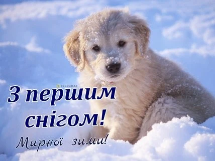 Собака в снігу з привітанням на перший сніг.